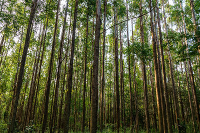 Low angle view of eucalyptos trees in forest