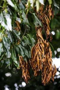 Close-up of dried leaves on tree