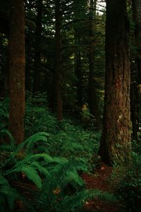 Trees in forest