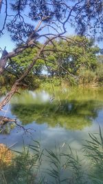 Scenic view of lake in forest