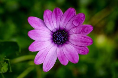 Close-up of pink flower