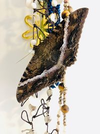 Close-up of butterfly on plant against white background