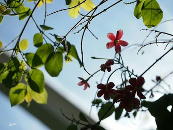 Low angle view of fruits on tree against sky