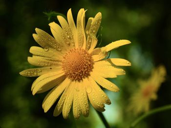 Close-up of raindrops on yellow flower