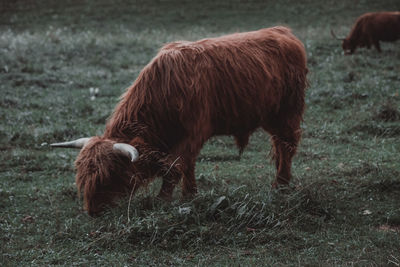 Highland cattle in the field