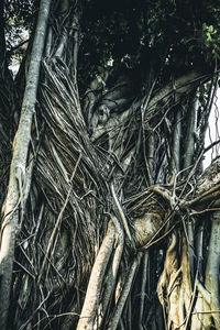 Close-up of tree trunk