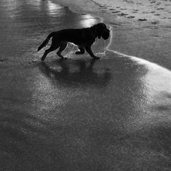 Dog with dog in background