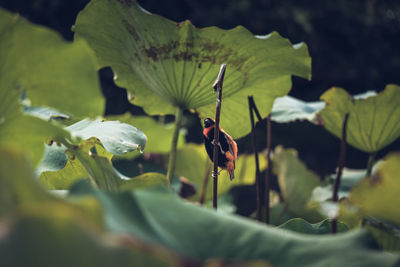 Close-up of butterfly pollinating flower