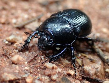 Close-up of black bug