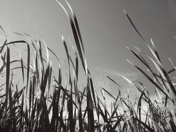 Close-up of grass growing in field