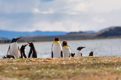 Group of birds on shore against sky