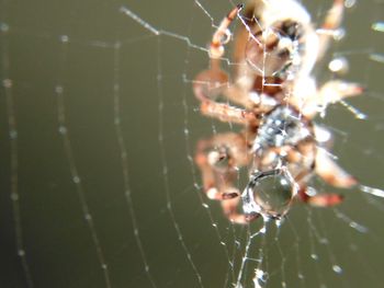 Close-up of spider on web