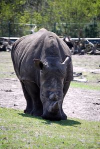 View of horse on field