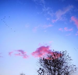 Low angle view of birds flying against blue sky