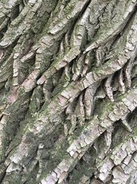 Full frame shot of tree trunk