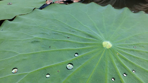 High angle view of water drops on green leaf