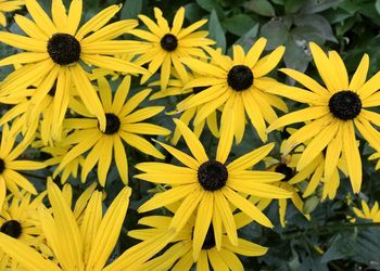 Full frame shot of yellow daisy flowers