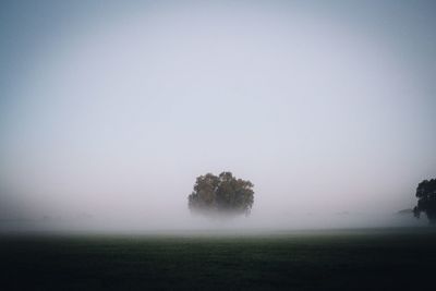 Trees in foggy weather