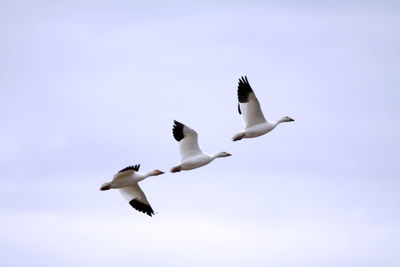 Low angle view of snow geese flying against clear sky