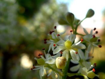 Close-up of flowers on tree