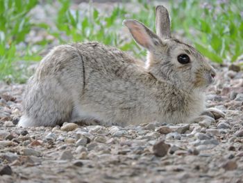 Rabbit laying down in spring