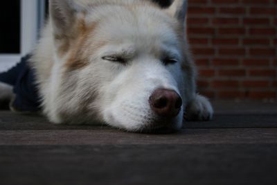 Close-up of dog lying down