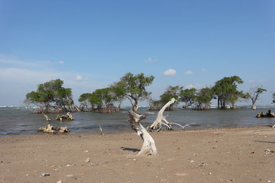 Driftwood on beach against sky