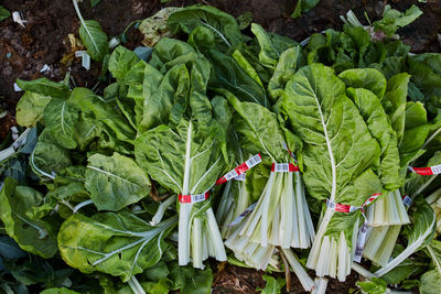 Top view of bunches of ripe lettuce placed in pile on ground in countryside in harvest season
