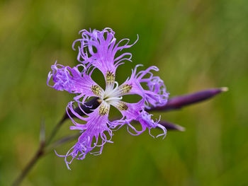 Close-up of purple flowering plant