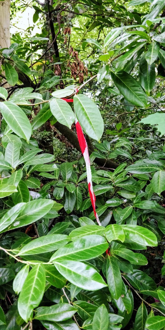 CLOSE-UP OF RED FLOWERING PLANT AGAINST TREE