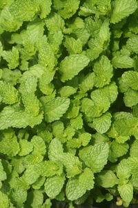 Peppermint is a scented perennial