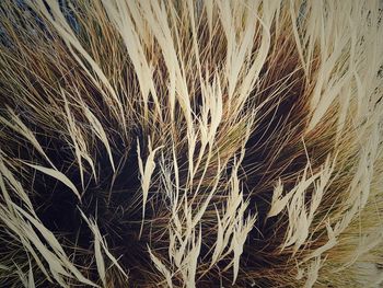 High angle view of stalks in field