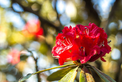 Close-up of red flowers