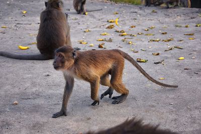 Macaque long tailed monkey close-up phuket town river genus macaca cercopithecinae thailand asia