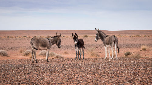 Donkey wild desert cub africa sand stone horizon cute creature safari