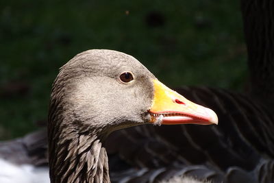 Profile of a greylag goose in the sun