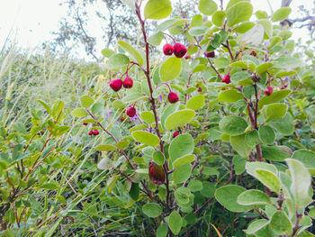 Low angle view of fruits growing on tree