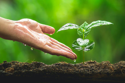 Cropped image of man hand watering sapling growing on field