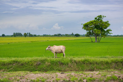 Sheep in a field