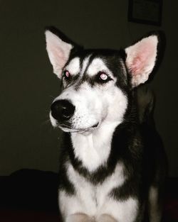 Close-up portrait of a dog at home