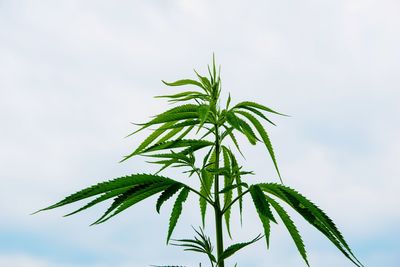 Close-up of plant against sky
