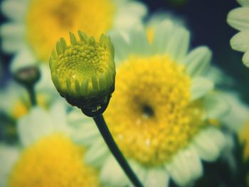 Close-up of flowers against blurred background