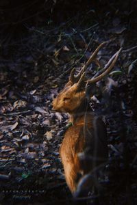 Close-up of deer in forest at night