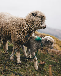 Baby sheep in the mountains