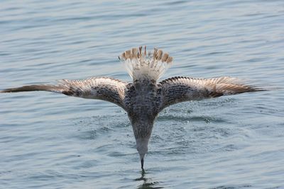 High angle view of seagull flying over sea