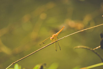 Close-up of insect on plant