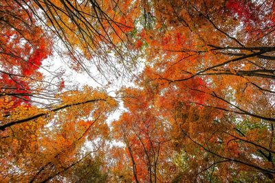Low angle view of trees during autumn