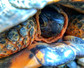 Peek a boo turtle