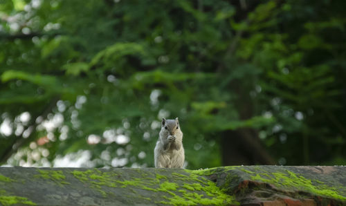 Indian squirrel eating food in park.