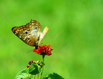 Close-up of butterfly on leaf